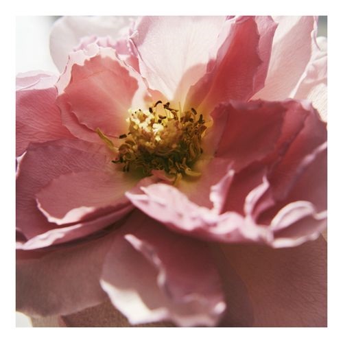 Rose Naturelle edp